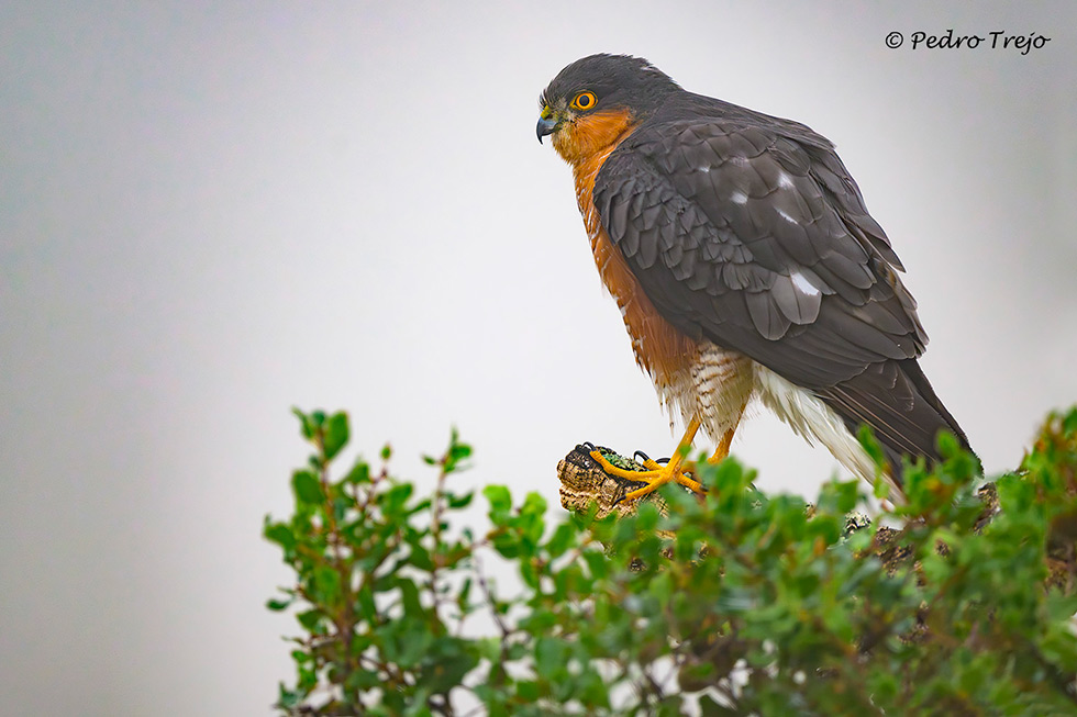 Gavilán (Accipiter nisus)